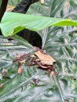 Ein Lithobates - Umgangsprachlich: Frosch