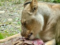 Auf jeden Fall ist es lecker