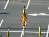 Aloe-Blüte