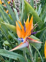 Paradiesvogelblume