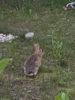 Auch Kaninchen auf dem Campingplatz