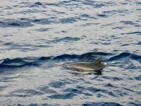 Common Dolphins beim Whale Watching