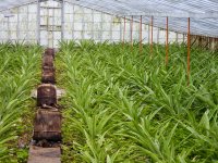 Ananasplantage
