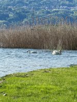 Lago Maggiore in Angera