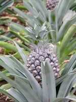 Ananasplantage
