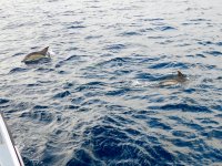 Common Dolphins beim Whale Watching