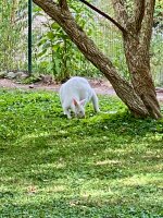 Ein Albino-Känguruh