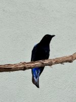 Elfenblauvogel