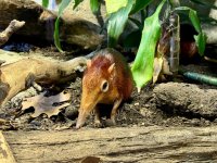 Ein Rotschulter-Rüsselhündchen