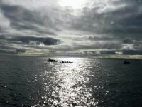 Whale-Watching