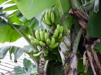 Bananen auf der Ananasplantage