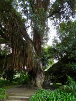 Terra Nostra Park - Eine 200 Jahre alte Geschichte und den Titel als schönster Park der Welt