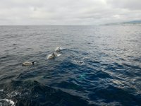 Common Dolphins beim Whale Watching