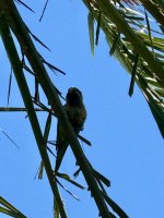Papagei im Stadtpark