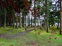Furnas - Das Tal der heissen Quellen