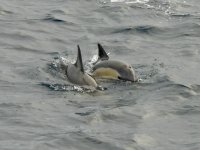Common Dolphins beim Whale Watching