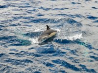 Common Dolphins beim Whale Watching