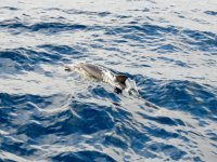 Common Dolphins beim Whale Watching