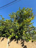 Frische Zitronen ab Baum