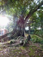 Botanischer Garten José de Canto
