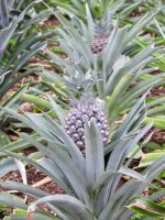 Ananasplantage