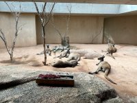 Familie Känguruh beim Mittagsschlaf