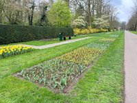 Die Tulpen lassen noch auf sich warten