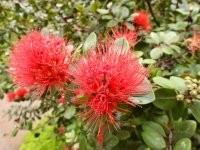 Blüte des neuseeländischen Weihnachtsbaum's
