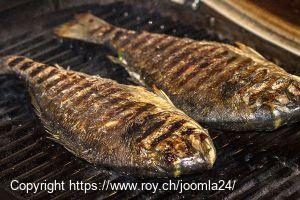 Dorade, ganz vom Holzkohlegrill