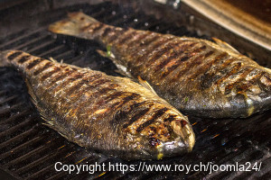 Dorade, ganz vom Holzkohlegrill